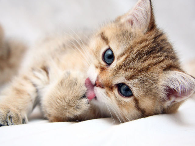 Cute Kitten Licking 壁紙画像