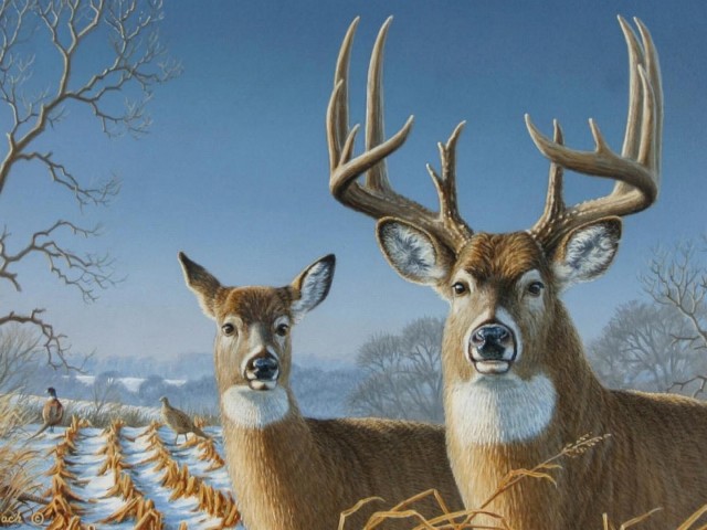 Deer 壁紙画像