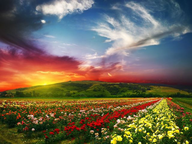 Psychedelic Floral Fields 壁紙画像