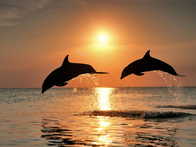 Dolphins In Sunset 壁紙画像