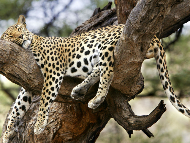 Sleeping Leopard 壁紙画像