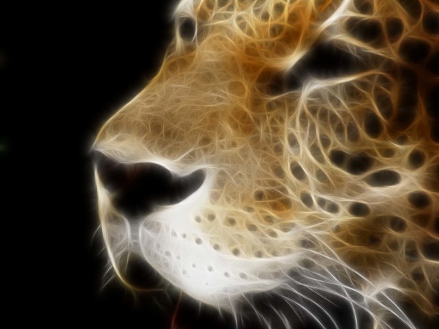 Animal Tiger 壁紙画像