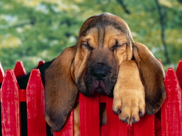 Asleep On The Fence 壁紙画像