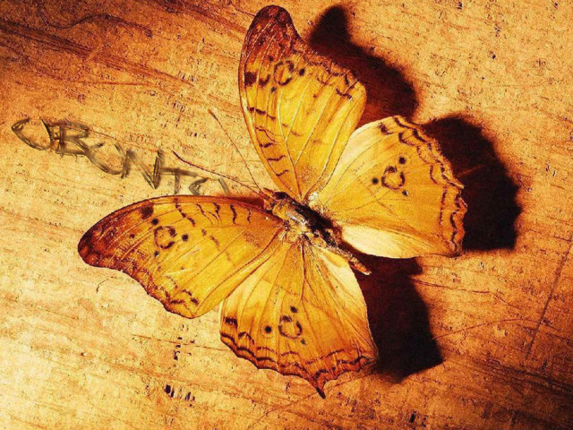 Butterfly 壁紙画像