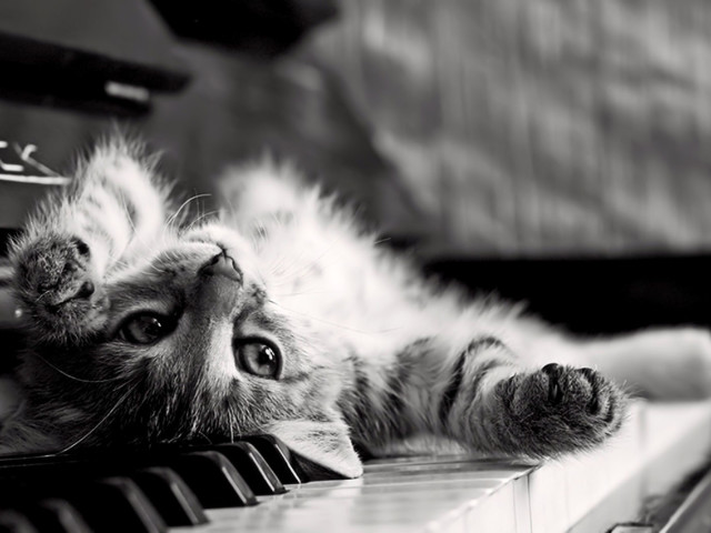 Kitten On A Piano 壁紙画像