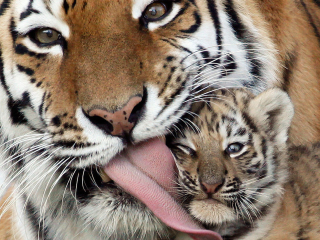 Tigress Licking Her Young 壁紙画像