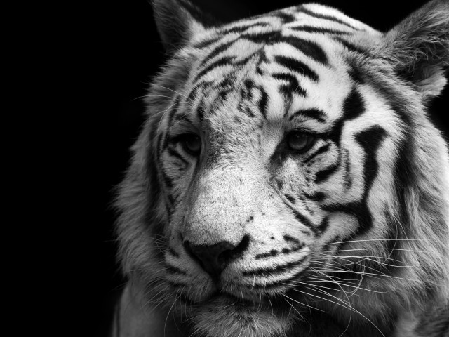 White Tiger Close Up 壁紙画像